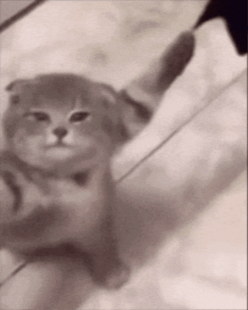 Cat Help GIF