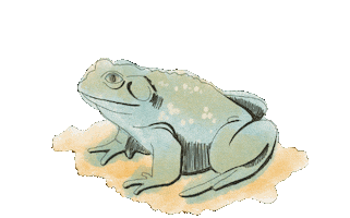 Awkward Frog Sticker