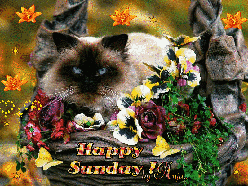 Image result for happy sunday gif