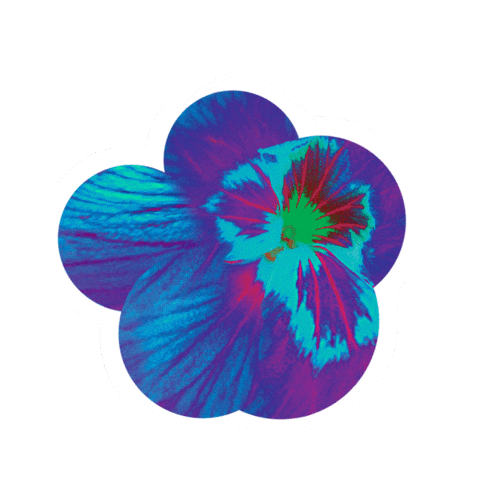 Flower Pansy Sticker by Kew Gardens