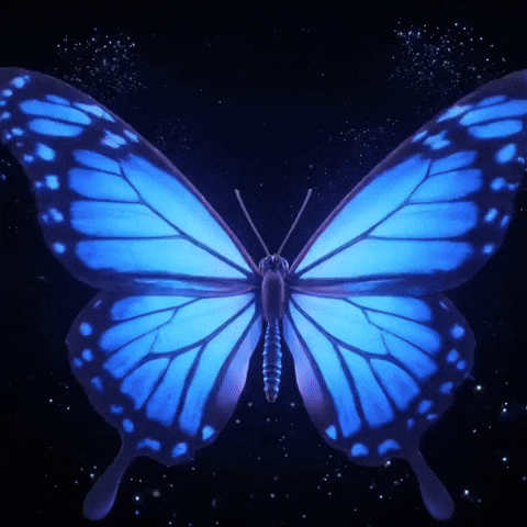 Visual Art Butterfly GIF