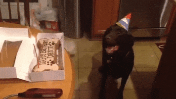happy dog birthday GIF