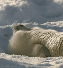 Wildlife gif. A baby seal cuddles backwards into a pile of snow and raises a paw while looking at us. Text, "Sup."