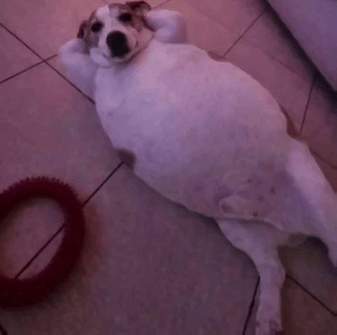 Fat Dog Himei Eivei GIF