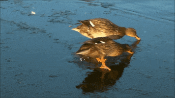 sunrise  GIF
