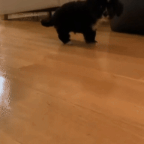 Dog GIF