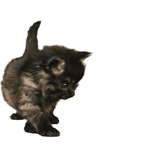 Kitty Sticker
