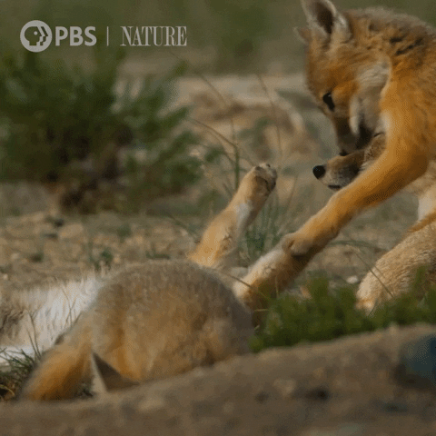 Pbs Nature Friends GIF by Nature on PBS