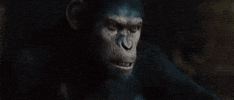 dawn of the planet of the apes no GIF