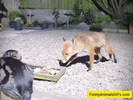 Cat GIF
