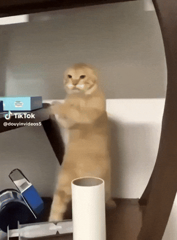 Cat GIF