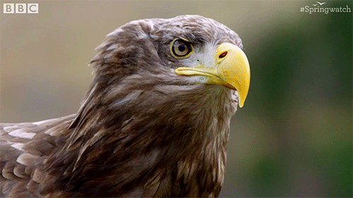 ptak jaki GIF przez BBC Earth