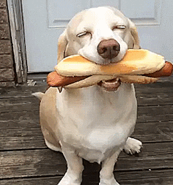 Video gif. A dog is wagging their tail and their eyes are closed in happiness as they hold a very large hotdog in their mouth.