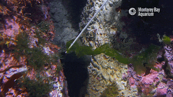 Hungry Water GIF by Monterey Bay Aquarium