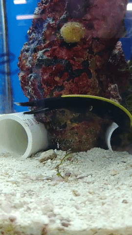 Ribbon Eel GIF