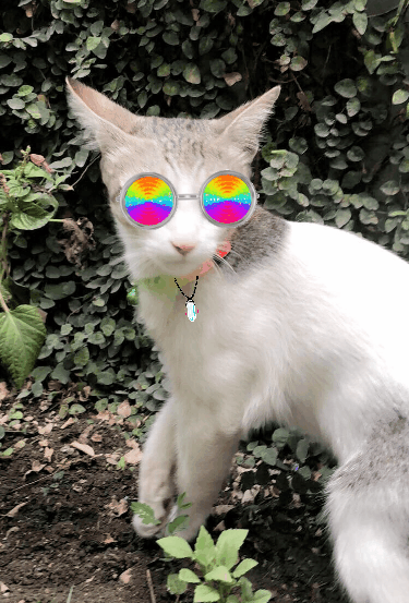 Cats GIF by 13 Voyage