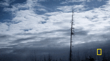 snow dogsled GIF by National Geographic Channel