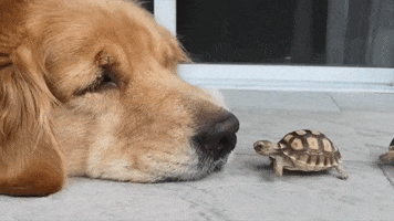 Golden Retriever Dog GIF by Storyful