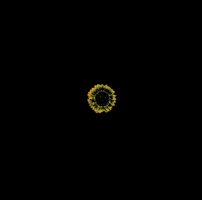 San Francisco Sf GIF by Outside Lands