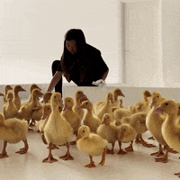 Baby Ducks GIF by Guide Dogs