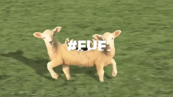 Fuf GIF
