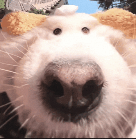 Dog Smile GIF