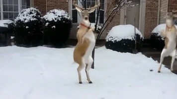 reindeer dancing GIF