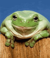frogs GIF frogs GIF