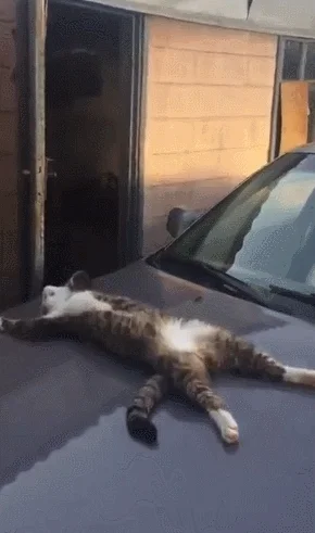 cat nap afternoon taking GIF