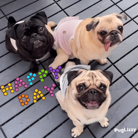 Friday Pugs GIF
