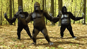 Gorillas Dancing GIFs - Get the best GIF on GIPHY