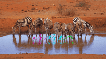 February Zebra GIF by Gazing Through Glass