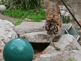 Happy Big Cat GIF by Los Angeles Zoo and Botanical Gardens