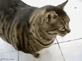 Video gif. A chubby striped cat plops down on the ground and rolls lazily onto its back.