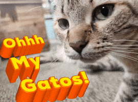 Gatos GIF by Florida Man Shades