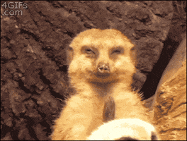 tired meerkat GIF