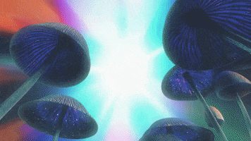 Magic Mushrooms Animation GIF by Sam Jack Gilmore