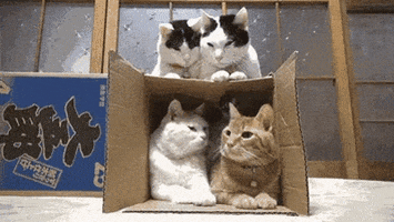 Sorry Cats GIF