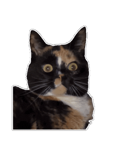 Cat Wtf Sticker by OWLY