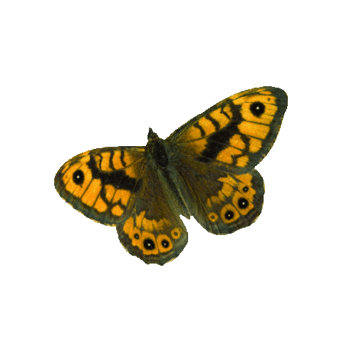 Butterfly Conservation Sticker