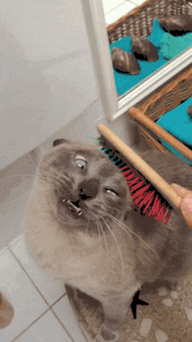 brush brushing GIF