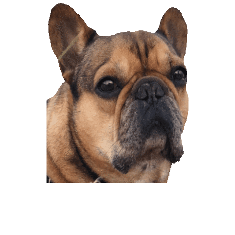 Doge Coin Sticker by Pyoga Lab