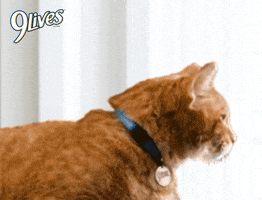No Way Reaction GIF by Morris the 9Lives Cat