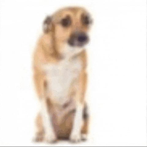 Dogmarkz GIF