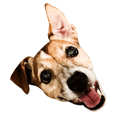 Copaft4X4 Sticker by Full Torque 4x4