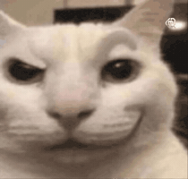 Cat Meme GIF
