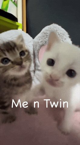 Cats Tuff GIF