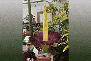 Corpse Flower GIF