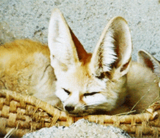 fennec fox sleeping GIF