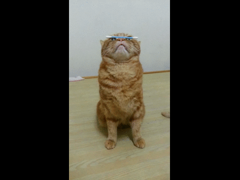 cat am GIF - cat am GIF